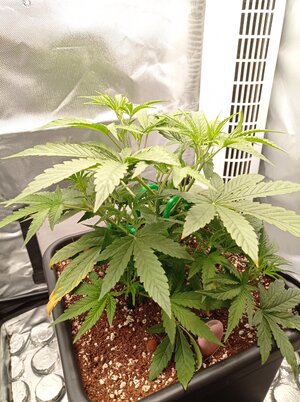 Grow 4 Day 23.jpg