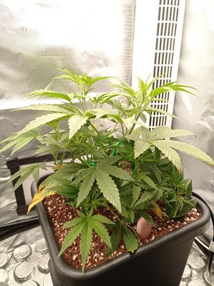 Grow 4 Day 24.jpg