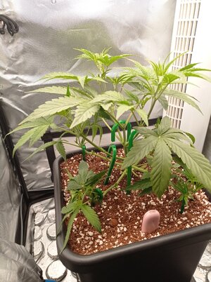 Grow 4 Day 24b.jpg