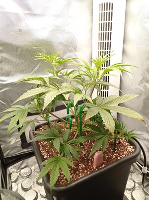 Grow 4 Day 25.jpg