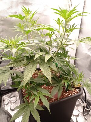 Grow 4 Day 28.jpg