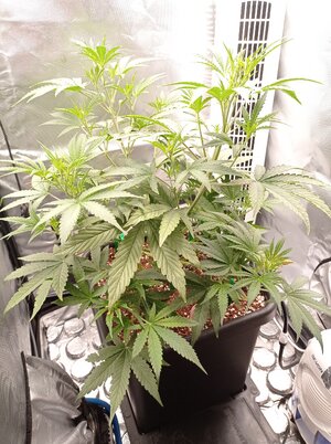 Grow 4 Day 29.jpg