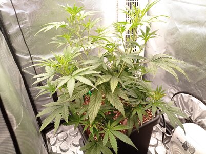 Grow 4 Day 29a.jpg