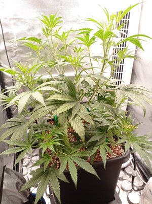 Grow 4 Day 30.jpg