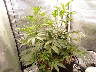 Grow 4 Day 30a.jpg