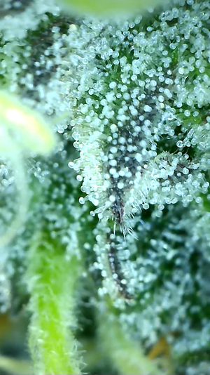 MGST.1_day75_trichs.png