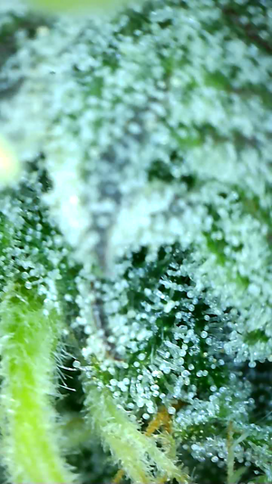 MGST.2_day70_trichs.png