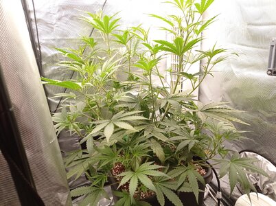 Grow 4 Day 32a.jpg