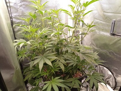 Grow 4 Day 33a.jpg