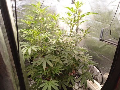 Grow 4 Day 34a.jpg