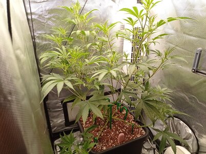 Grow 4 Day 34d.jpg