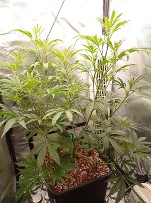 Grow 4 Day 35.jpg