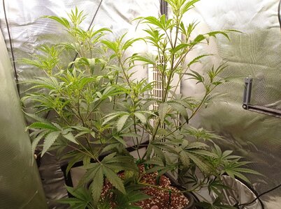 Grow 4 Day 35a.jpg