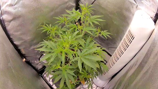 Grow 4 Day 31.jpg