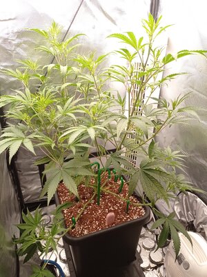 Grow 4 Day 34c.jpg