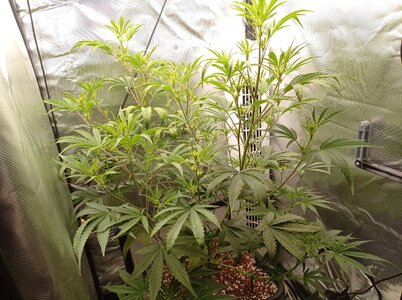 Grow 4 Day 36a.jpg