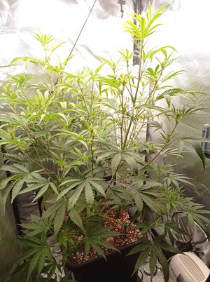 Grow 4 Day 37.jpg