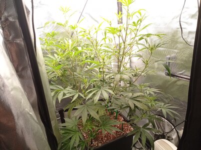 Grow 4 Day 37a.jpg