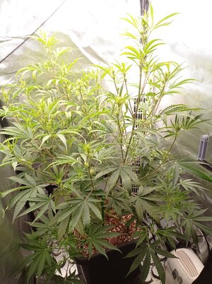 Grow 4 Day 38.jpg