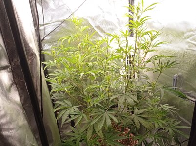 Grow 4 Day 38a.jpg