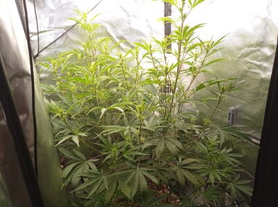 Grow 4 Day 39a.jpg