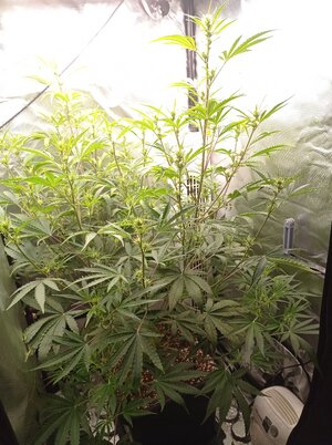 Grow 4 Day 40.jpg