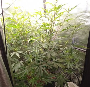 Grow 4 Day 40a.jpg