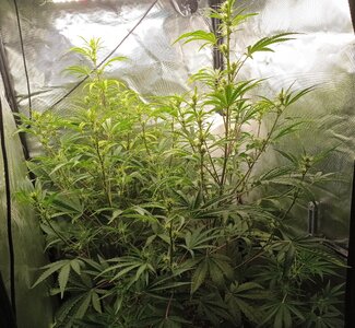 Grow 4 Day 41a.jpg