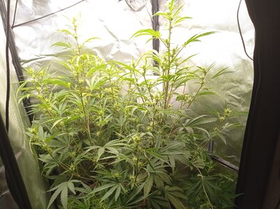 Grow 4 Day 42a.jpg