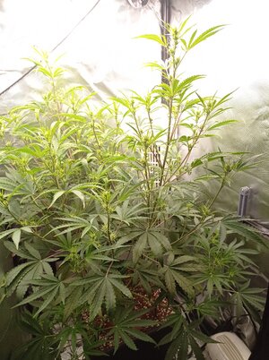 Grow 4 Day 39.jpg