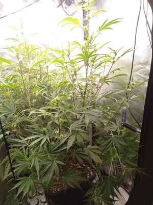 Grow 4 Day 42.jpg