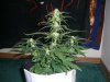 AUTO SWEET CHEESE 4_11-12-13 1.jpg