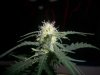 AUTO SWEET CHEESE 4_11-12-13 3.jpg