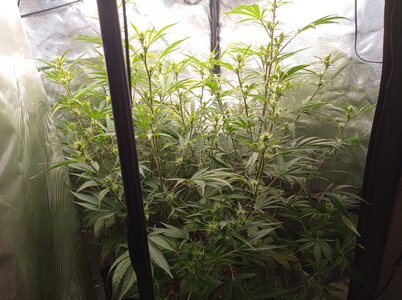 Grow 4 Day 43a.jpg