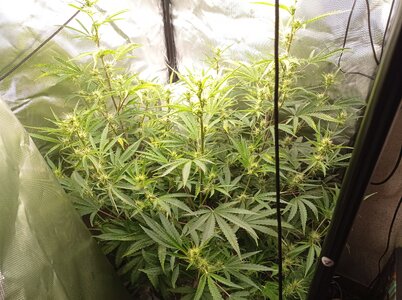 Grow 4 Day 44a.jpg