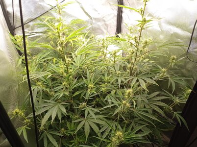 Grow 4 Day 45a.jpg