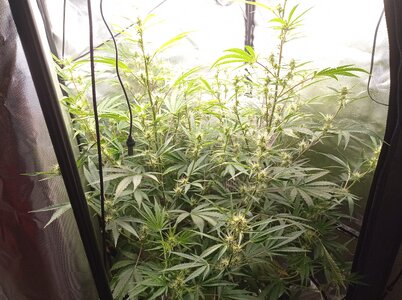 Grow 4 Day 46a.jpg