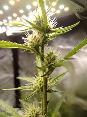 Grow 4 Day 46b.jpg