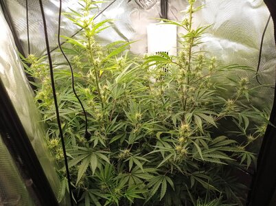 Grow 4 Day 47a.jpg