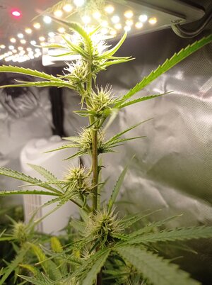 Grow 4 Day 47b.jpg