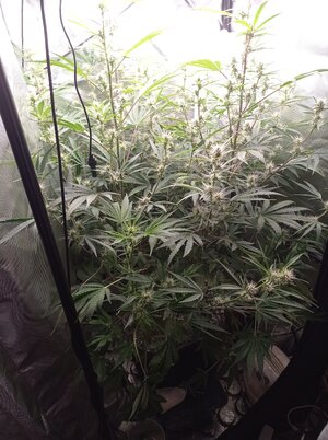 Grow 4 Day 48.jpg