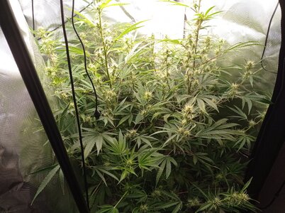 Grow 4 Day 48a.jpg