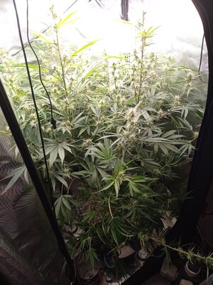 Grow 4 Day 49.jpg