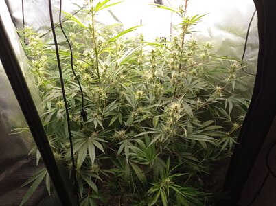 Grow 4 Day 49a.jpg