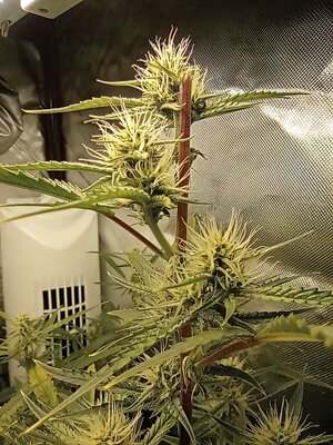 Grow 4 Day 49e.jpg