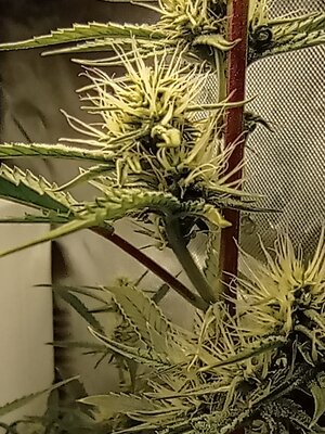 Grow 4 Day 49f.jpg