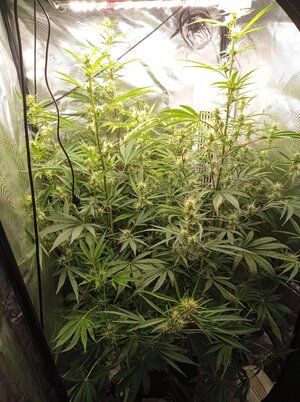 Grow 4 Day 47.jpg