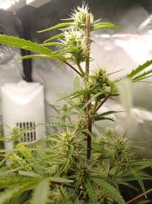 Grow 4 Day 48c.jpg