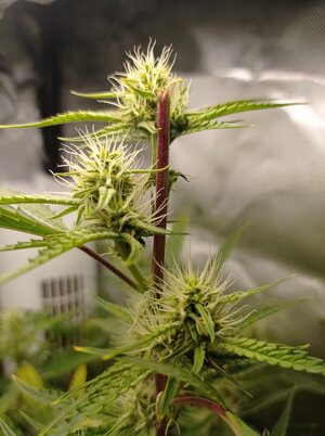 Grow 4 Day 49b.jpg