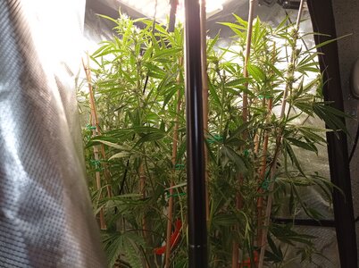 Grow 4 Day 50h.jpg